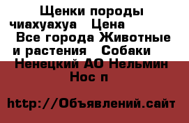 Щенки породы чиахуахуа › Цена ­ 12 000 - Все города Животные и растения » Собаки   . Ненецкий АО,Нельмин Нос п.